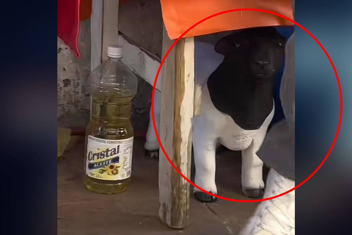 TIKTOK: Hombre borracho confunde figura de cerámica con un perro