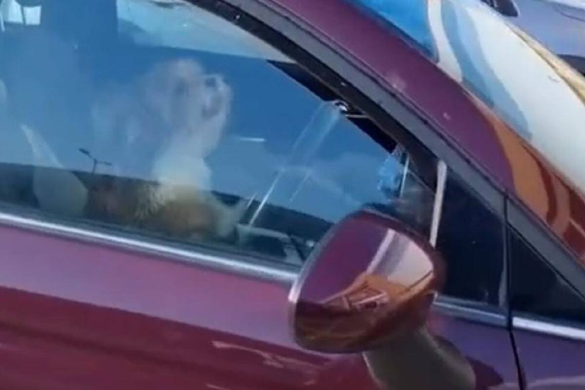 VIDEO VIRAL: Perrito le toca el claxon a su dueño para que se apure