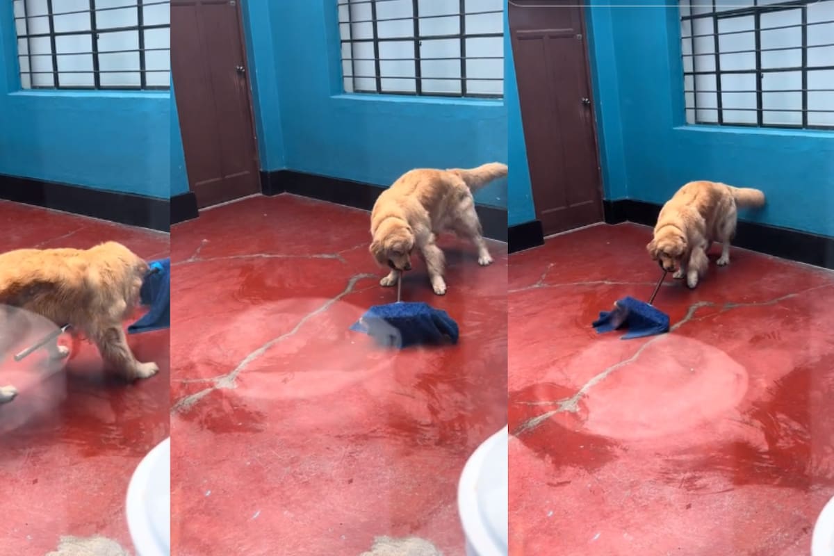 Perrito sorprende a los internautas por sus habilidades en las labores domésticas