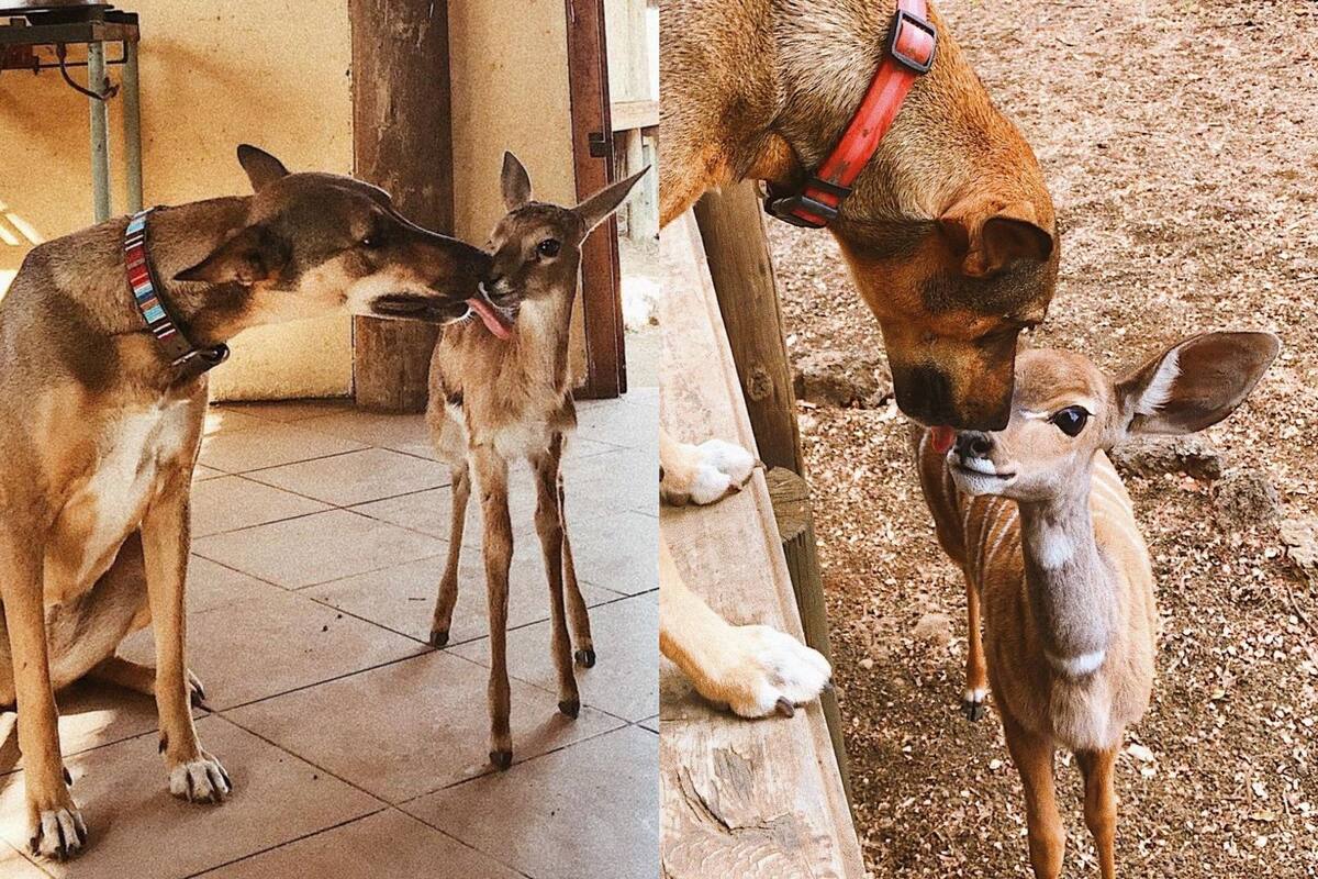Perrita de rescate llena de besitos a antílope bebé