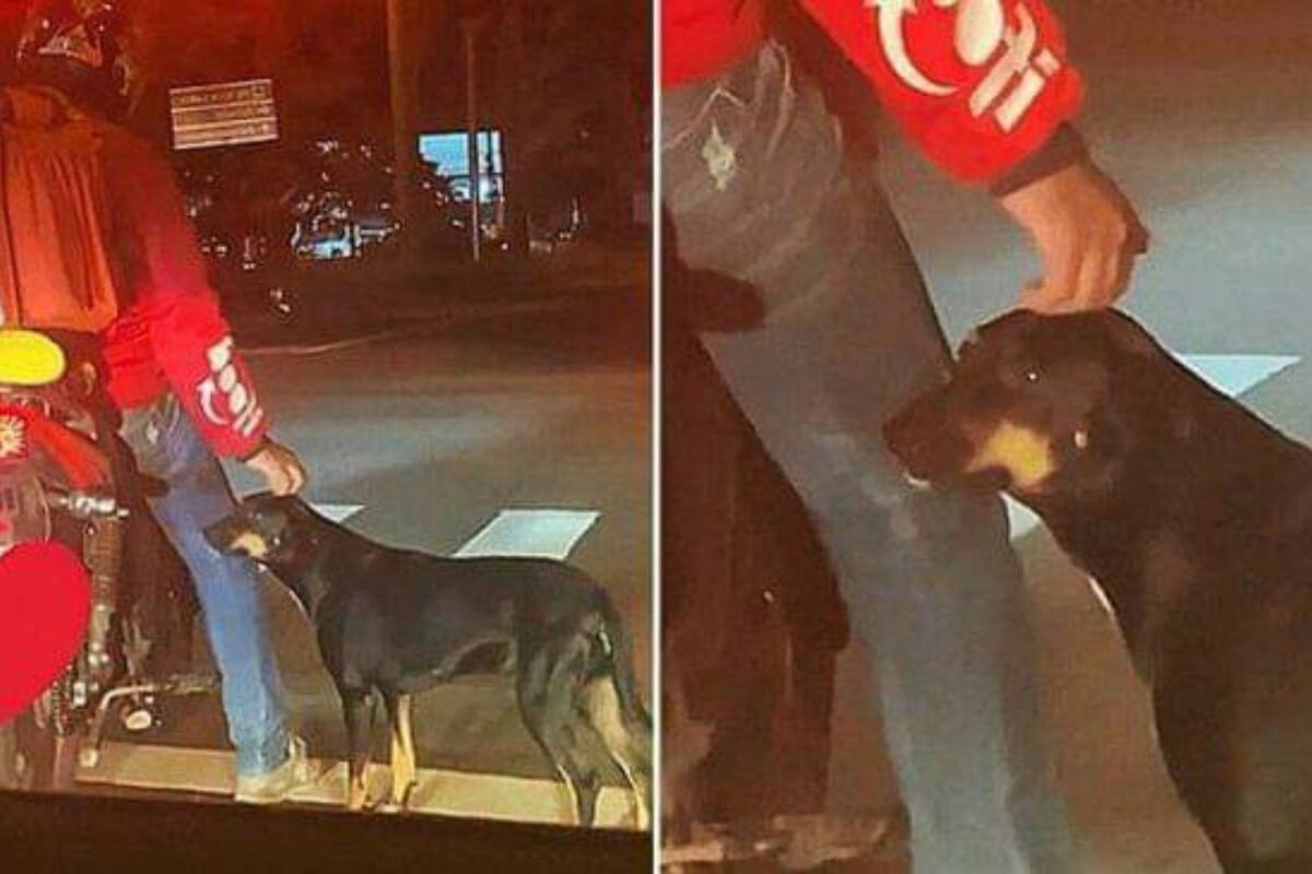 Repartidor se encariña con perrito callejero y lo adopta
