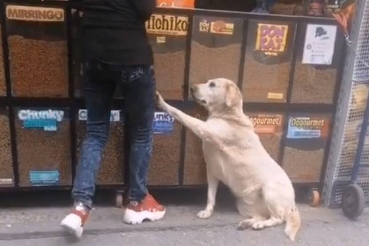 VIDEO VIRAL: Perrito se hace el triste para que personas le compren galletas