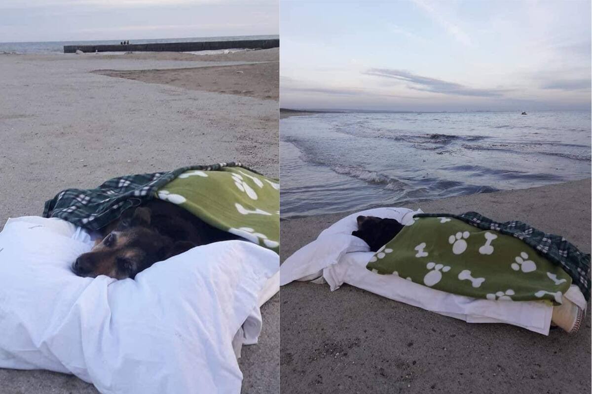 Hombre lleva a su perrita con enfermedad terminal a ver el mar por última vez