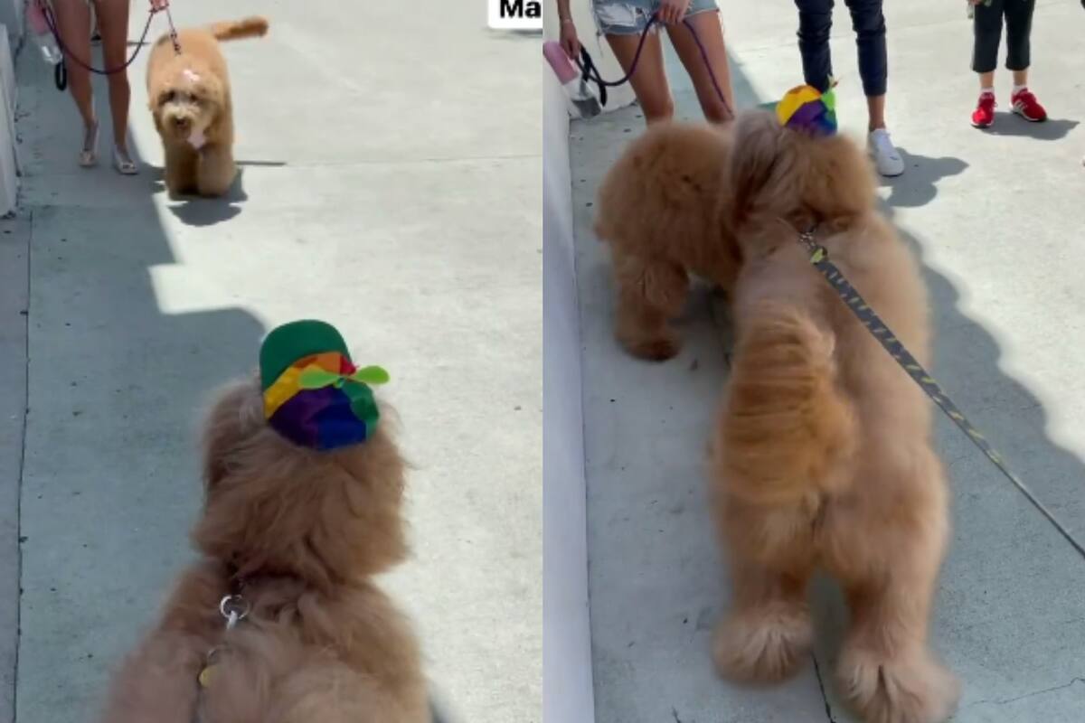 Perritos se reencuentras tras un año de no verse y estas son sus reacciones