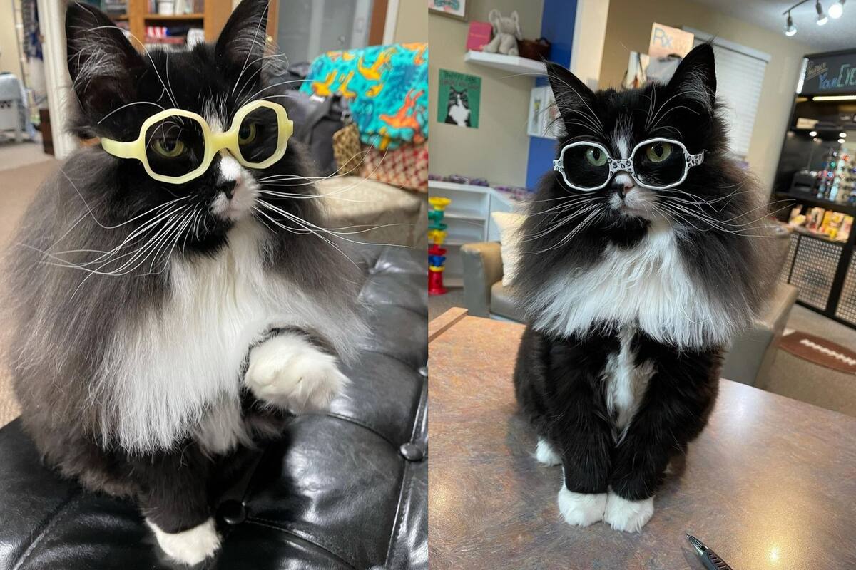 Gatito “trabaja” en clínica de oftalmología infantil ayudando a niños a relajarse