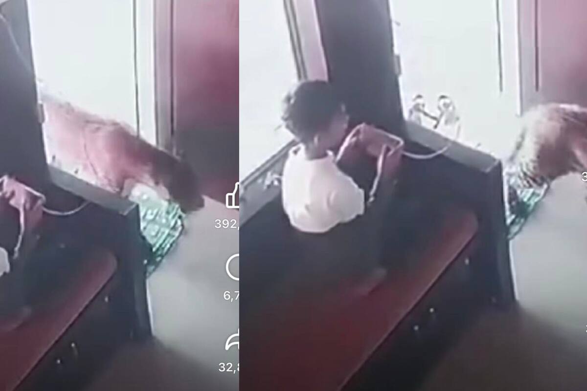 Niño logra atrapar a leopardo que se había escapado de su hábitat natural: ¿cómo lo hizo?