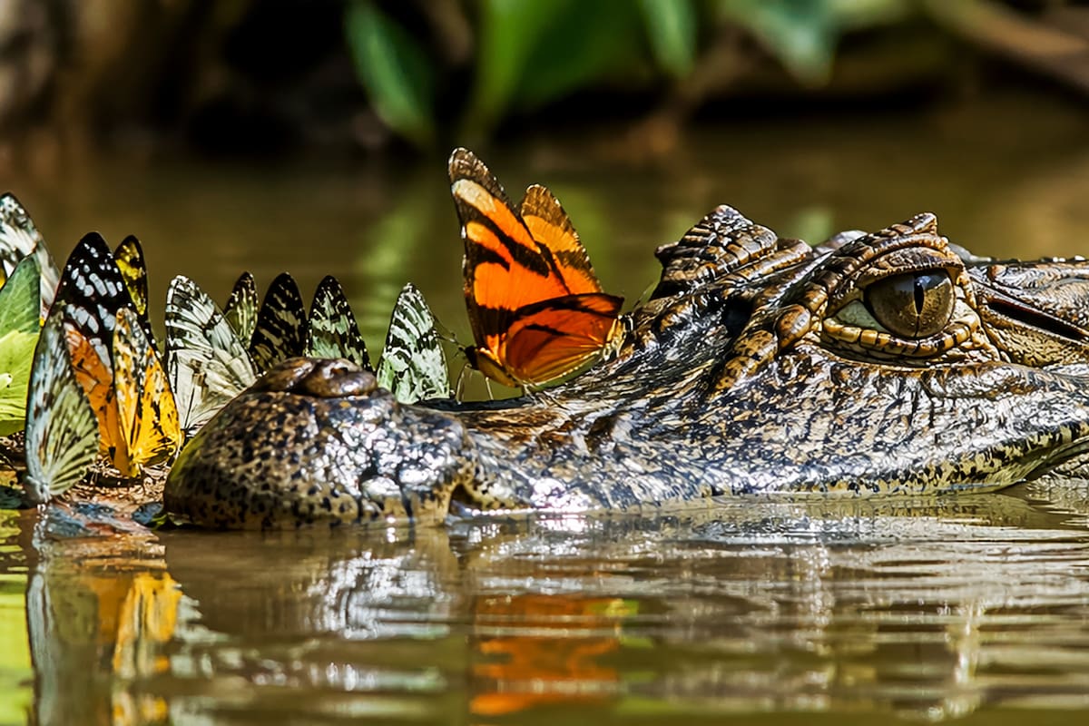 ¿Conocías que ciertas mariposas se alimentan de las lágrimas de cocodrilos para conseguir sal?