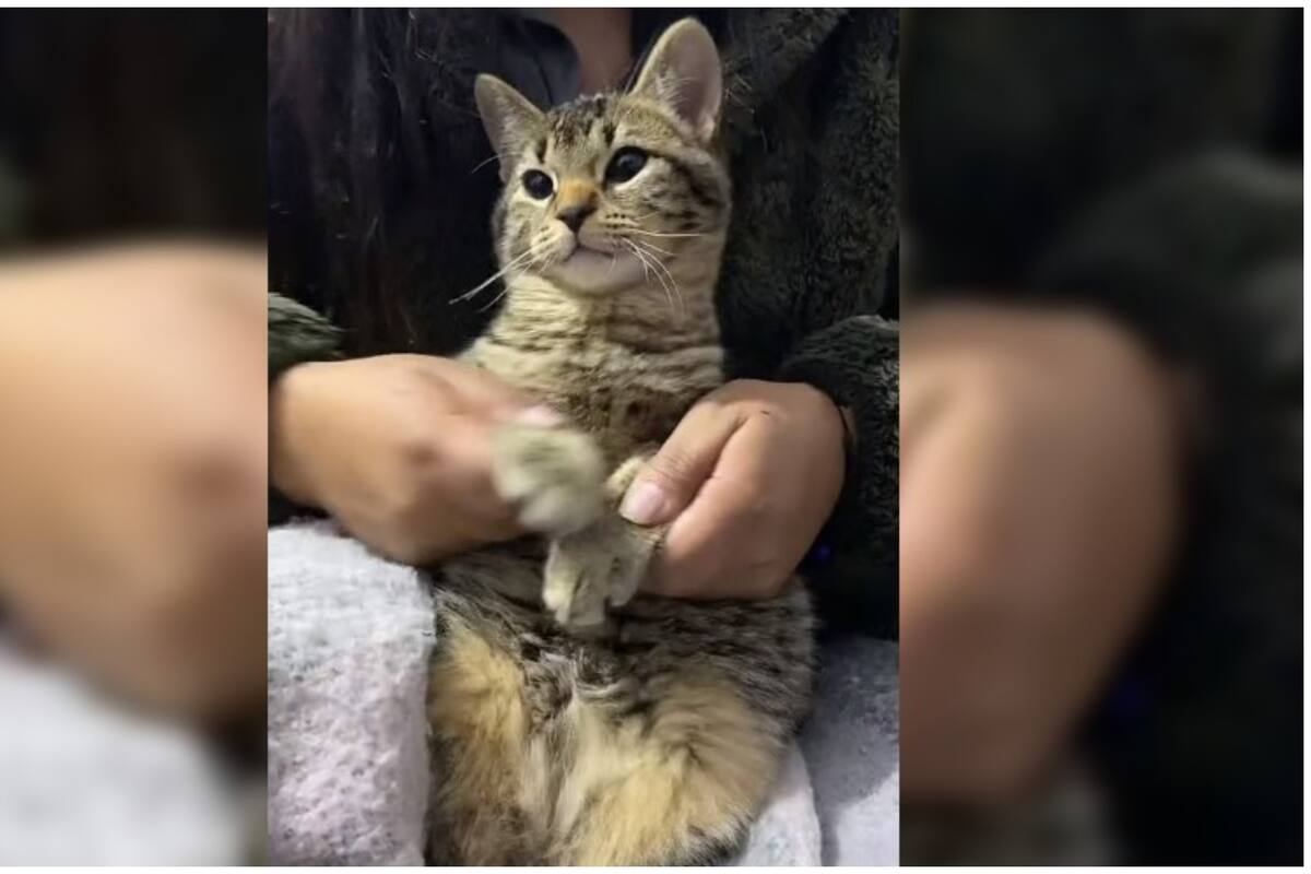 Kunito se roba el corazón de las redes sociales con su divertido baile viral