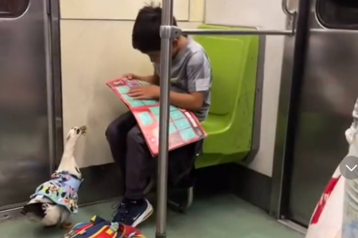 TikTok: Niño viaja con su pato en metro y usuarios reaccionan