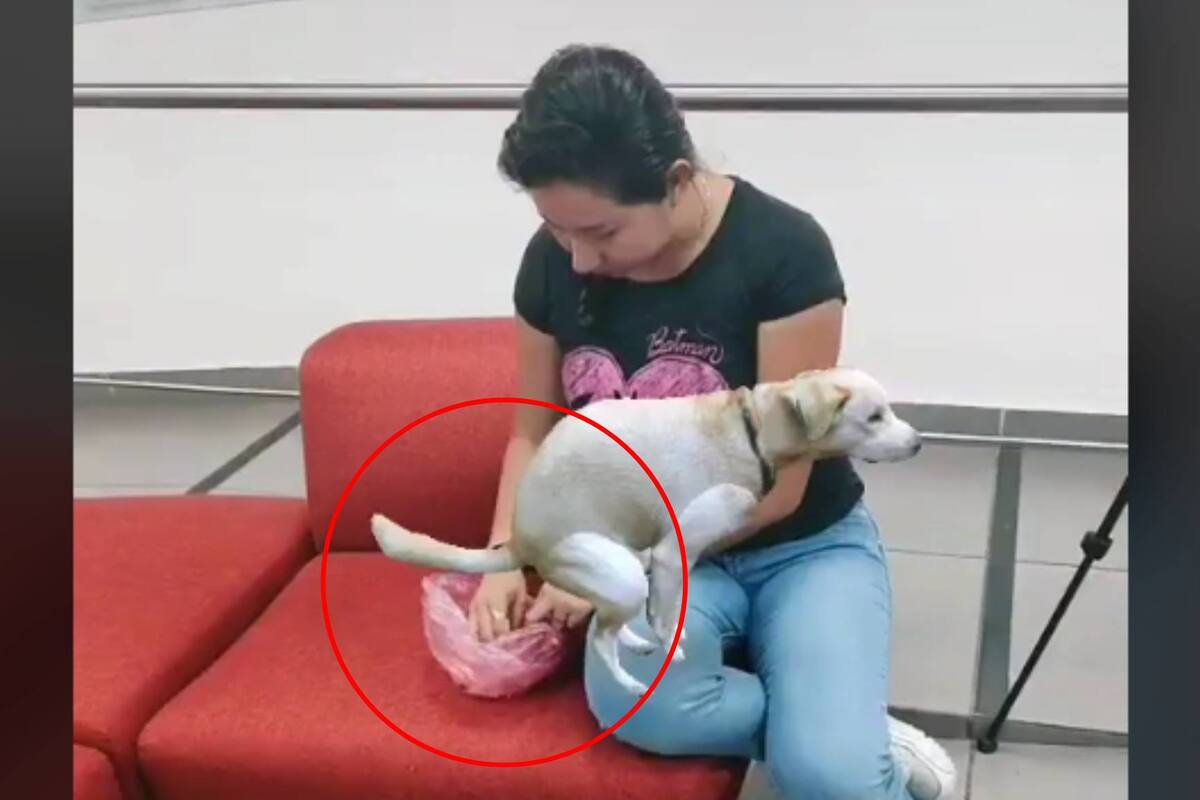 VIDEO: Filtro de TikTok hace creer que una mujer come excremento de perro