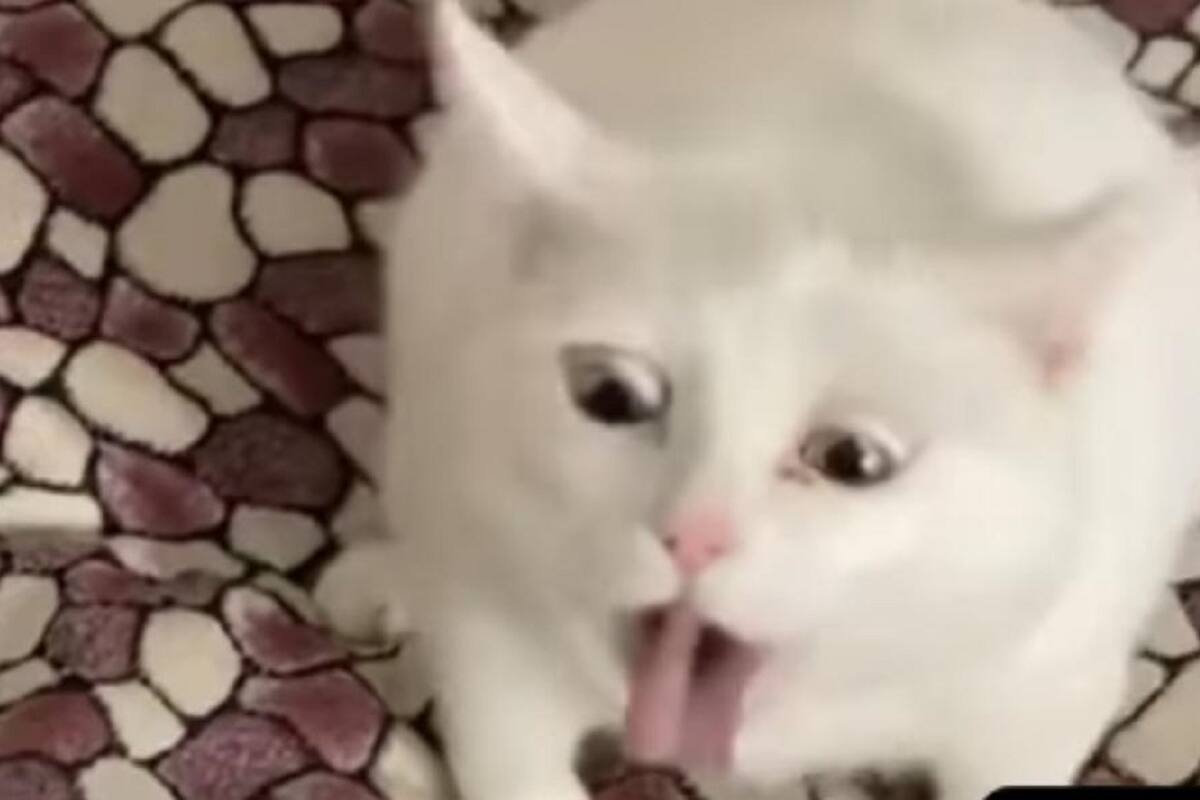 La graciosa reacción de un gatito al oler un alimento que no le gustó se vuelve viral