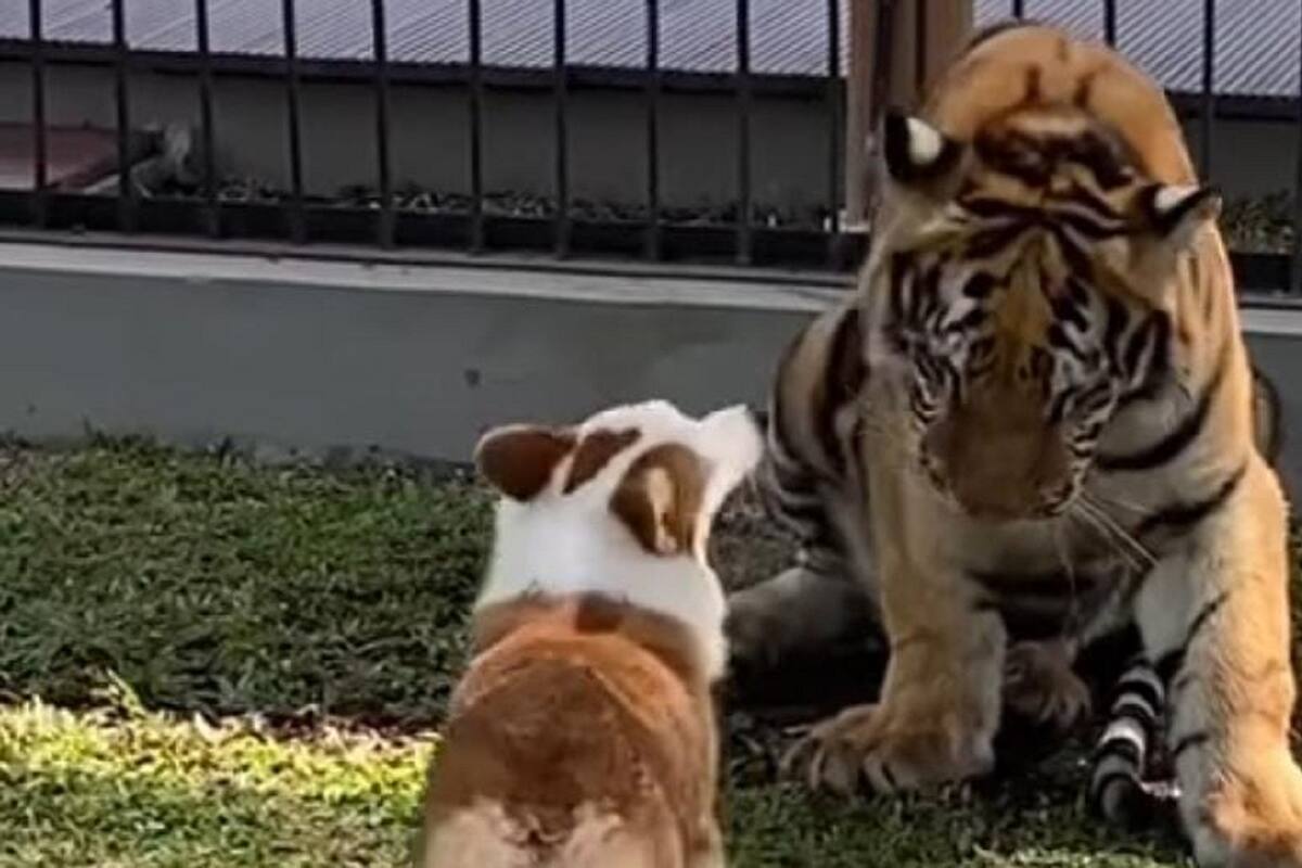 VIDEO VIRAL: Perrito se vuelve amigo de un tigre y juegan juntos