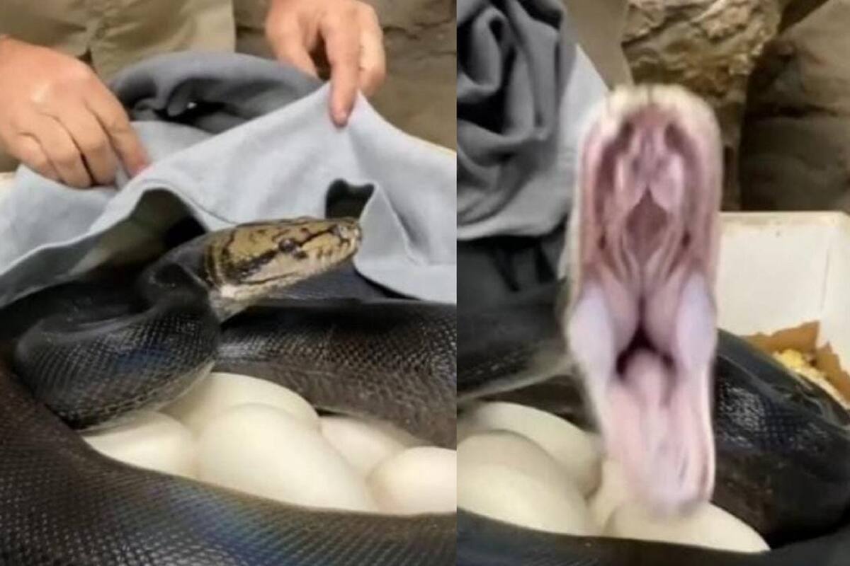 VIDEO VIRAL: Serpiente intenta atacar a camarógrafo para proteger a sus huevos