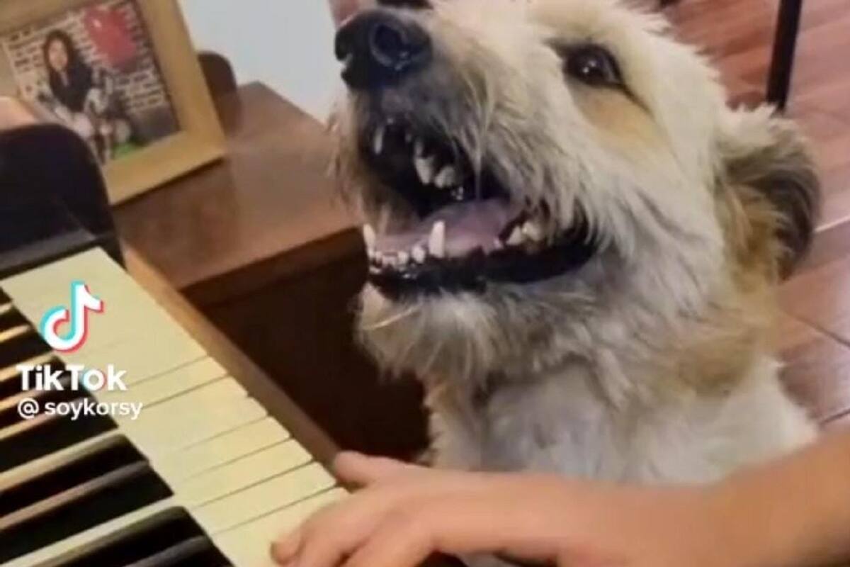 VIDEO VIRAL: Perrito canta mientras su dueña toca el piano