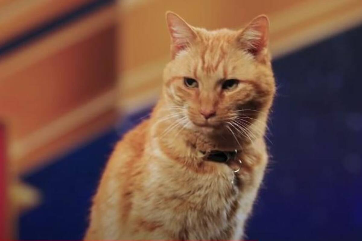 Goose, el gatito de ‘Capitana Marvel’, se roba el show en las entrevistas previas al estreno de ‘The Marvels’