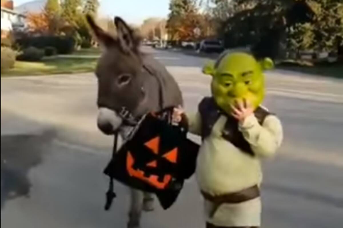 "El disfraz perfecto no exis...": Niño se viste de Shrek para pedir Halloween y enamora Internet