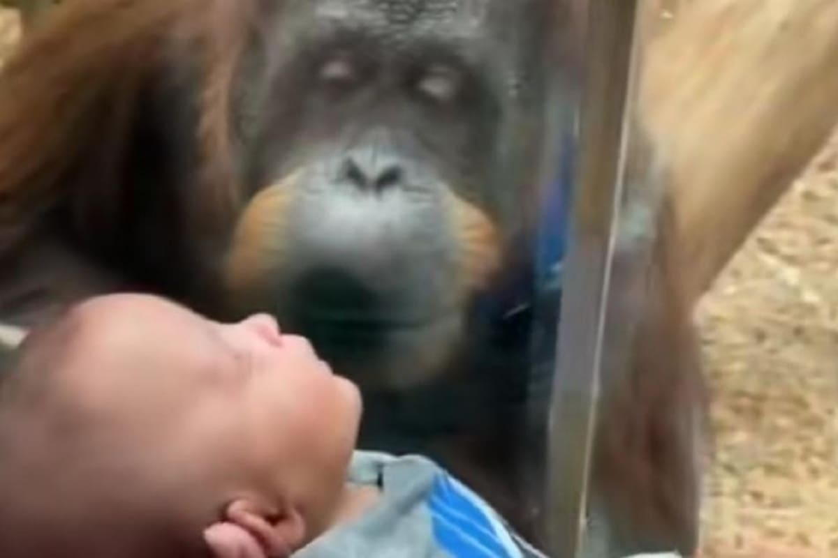 Orangután se vuelve viral en TikTok por su reacción al ver a un bebé