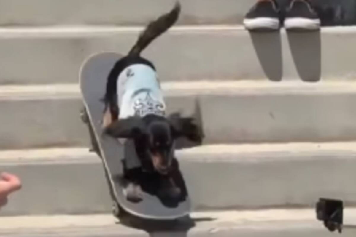 Perrito skater cautiva en las redes sociales