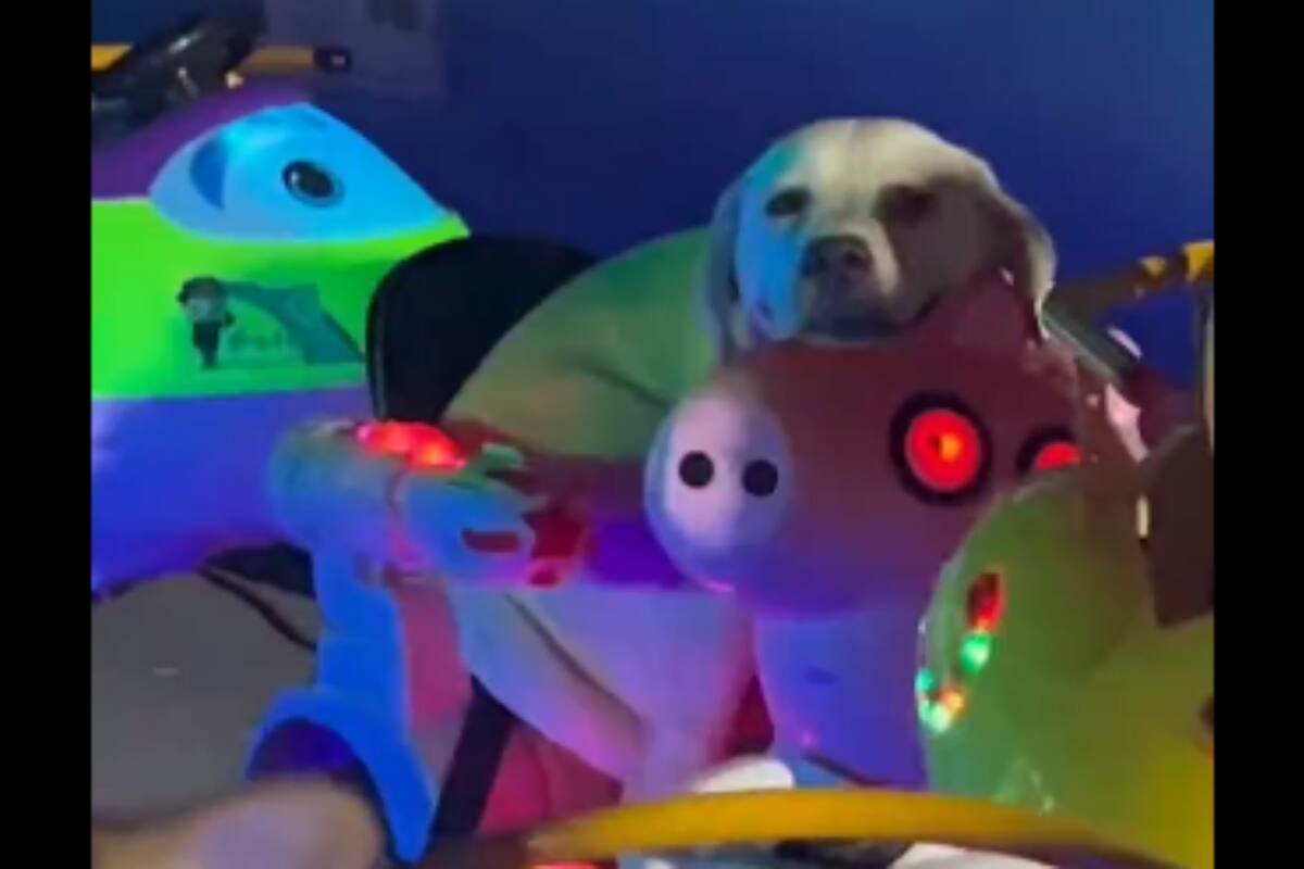 Viral: Perritos pasan un momento lleno de diversión paseando en un carrusel y conquistan corazones