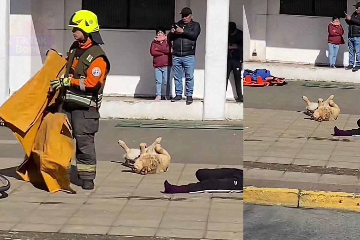 Perrito de la calle enternece al ''hacerse el muertito'' en pleno simulacro de choque