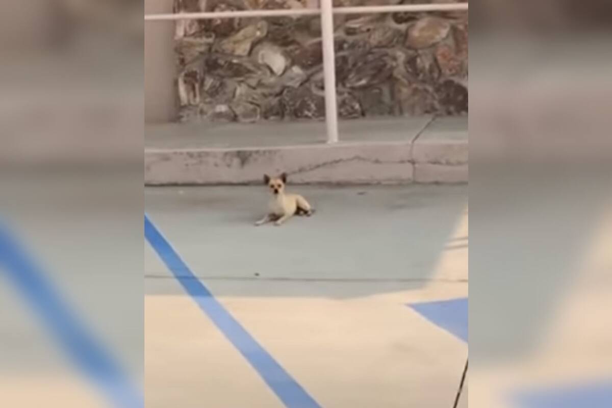 Rescatan a perrita que vivió por años en un estacionamiento