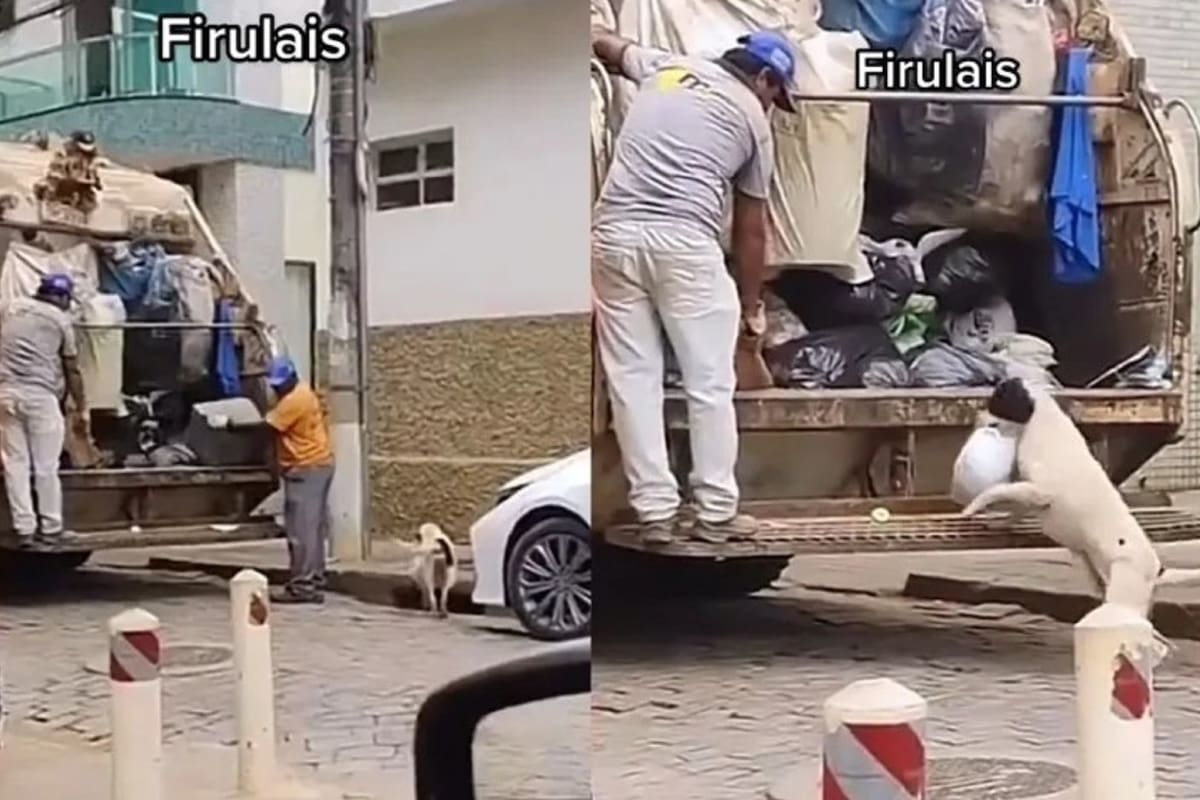 VIDEO VIRAL: Perrito cautiva TikTok al ayudar a recolectores de basura