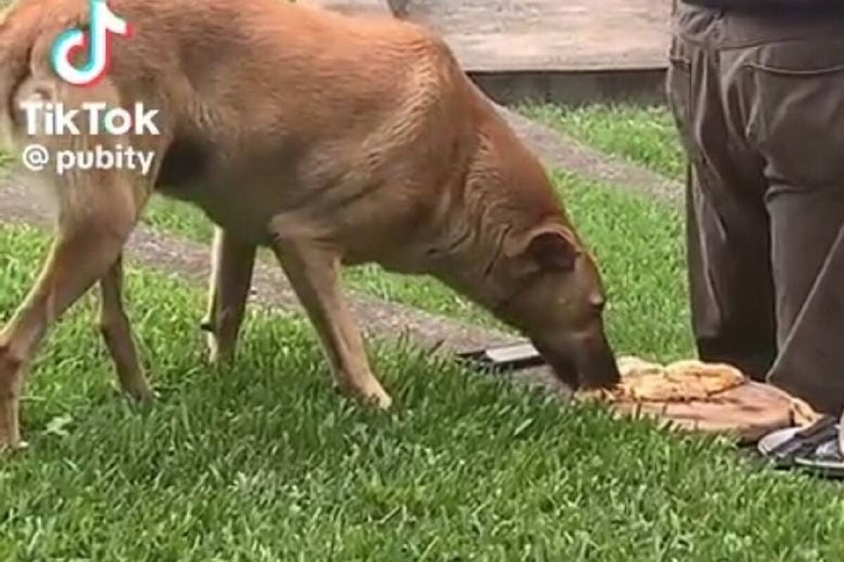 TikTok: Hombre se descuida y un perrito le roba su pizza