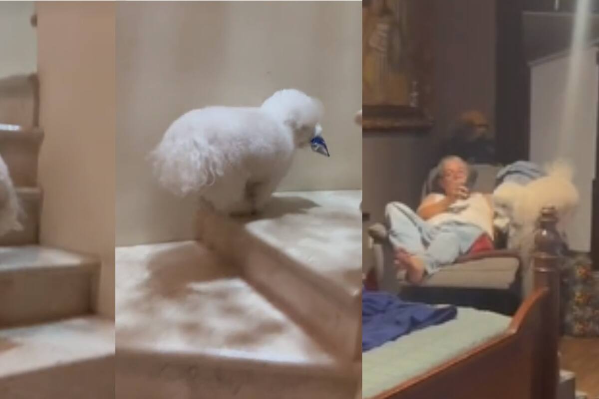 Perrito sorprende a todos por su inteligencia al llevarle cacahuates a su 'papá'