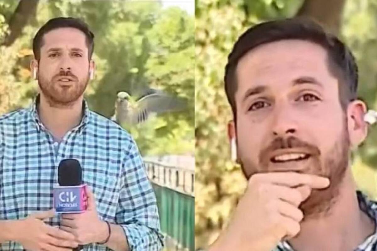 Perico roba audífonos a reportero durante transmisión en vivo: VIDEO