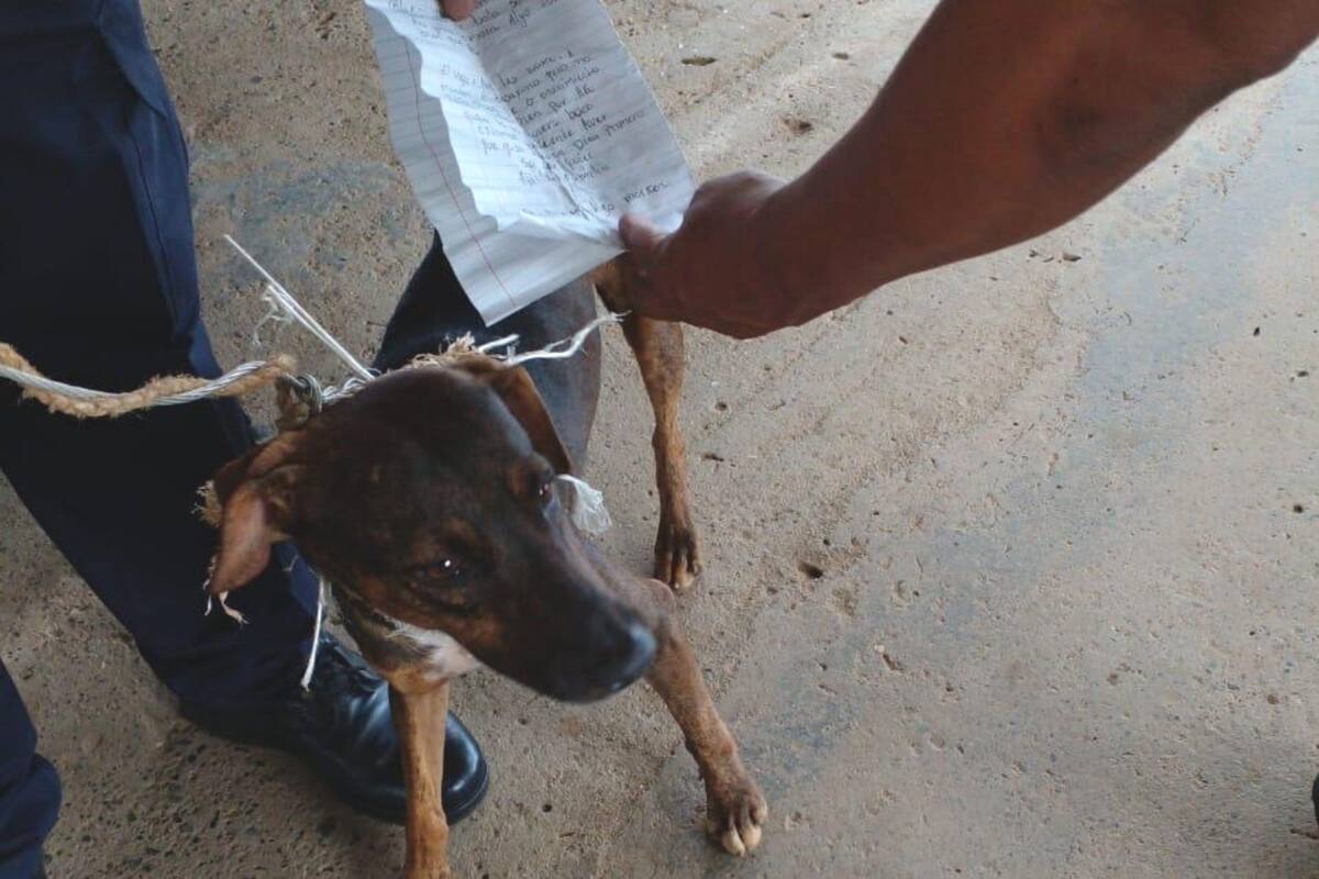 Detienen a perrito que era mensajero en prisión