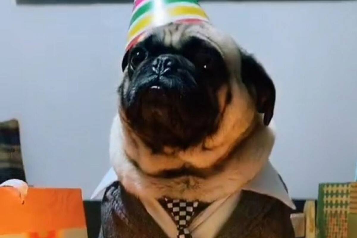 Familia se vuelve viral en TikTok al festejar los 4 años de su perrito con pastel y carne asada