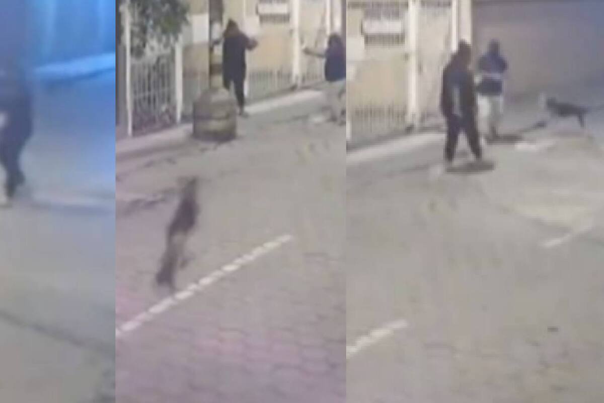 "Super Can": perro salva a hombre que era asaltado a punta de pistola