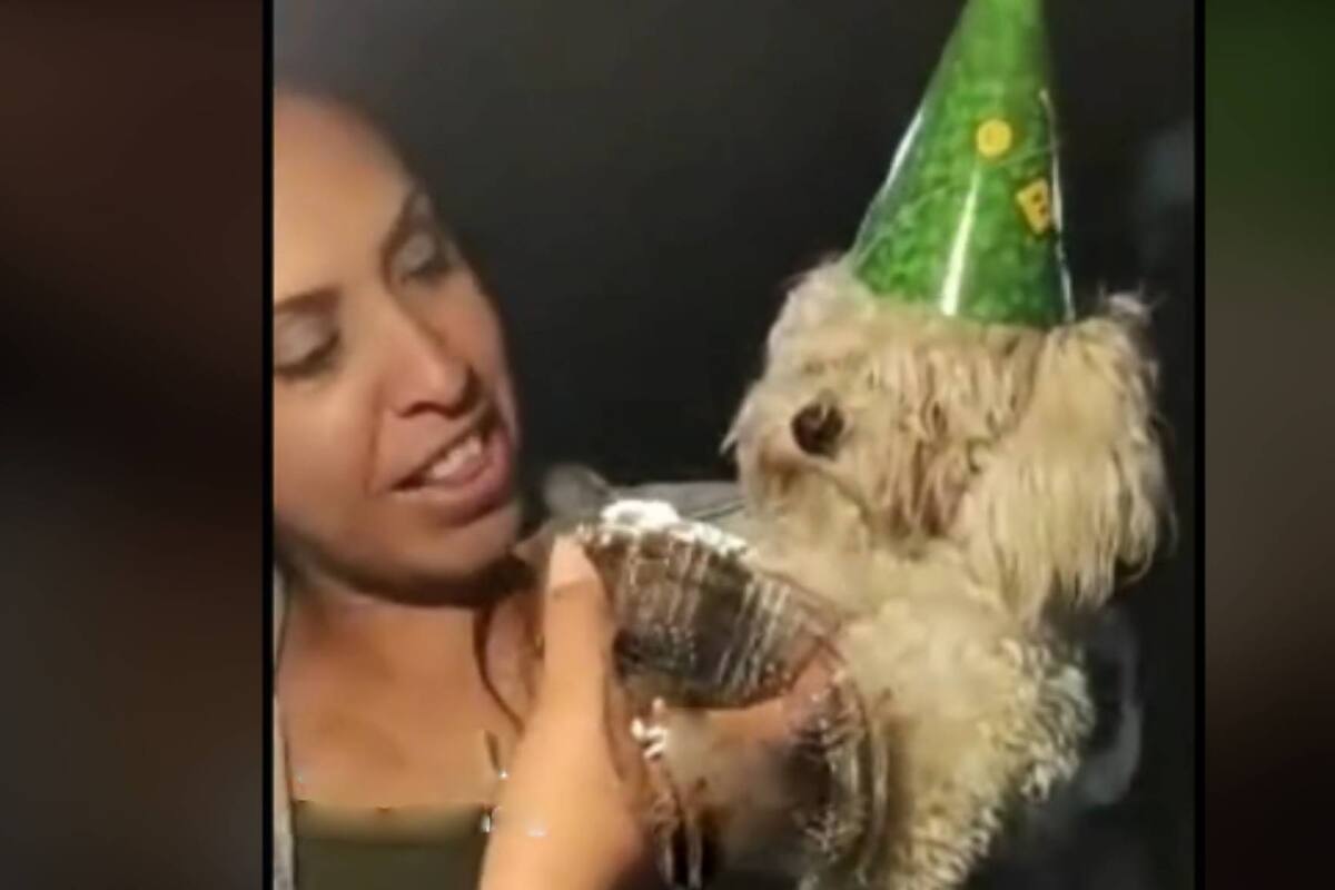 VIDEO: Perrito casi se ahoga dándole la tradicional mordida a pastel de cumpleaños