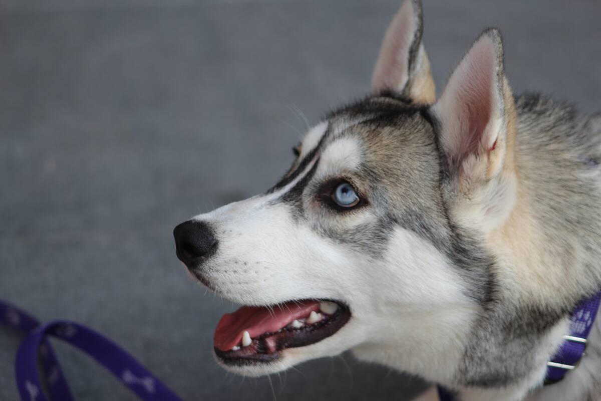 La reacción de este husky al escuchar un trueno se vuelve viral
