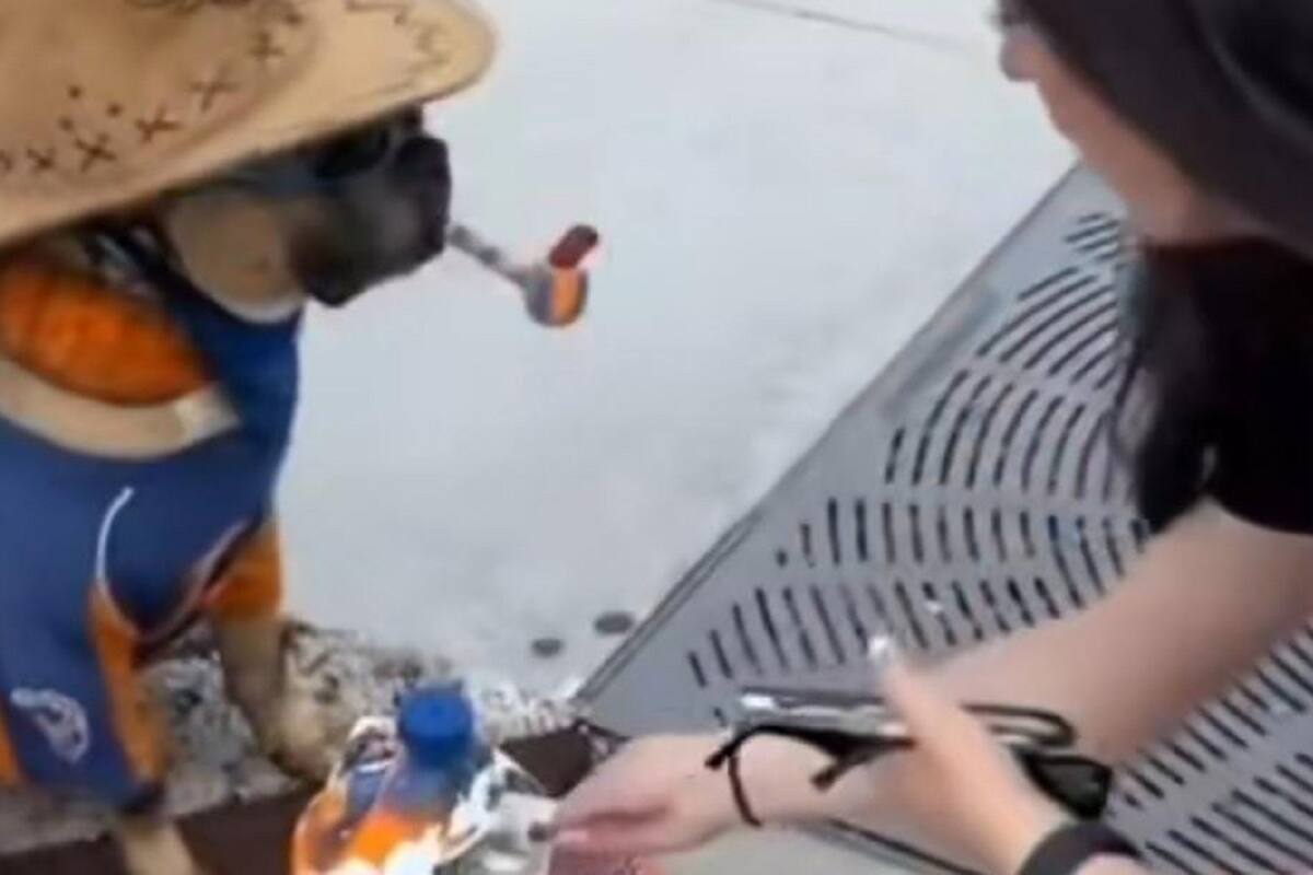 VIDEO VIRAL: Perrito cobra por dar la patita para saludar