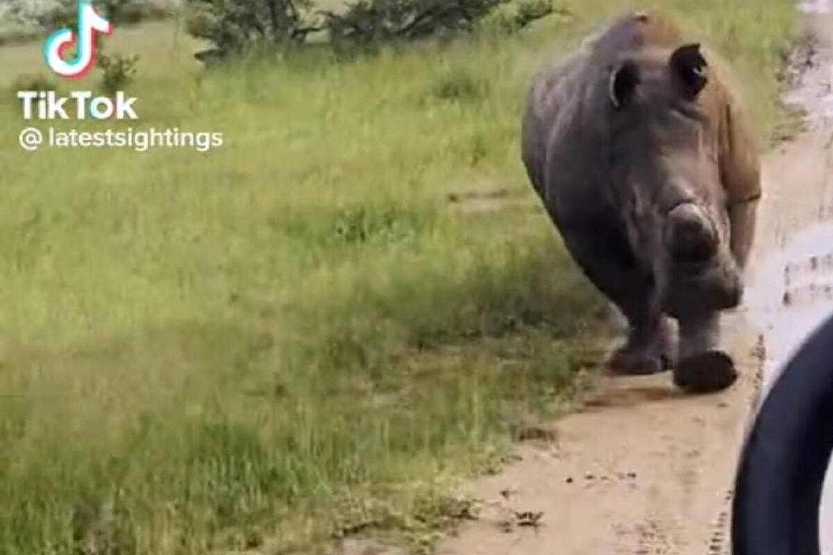 TikTok: Rinoceronte asusta a personas que estaban en un safari