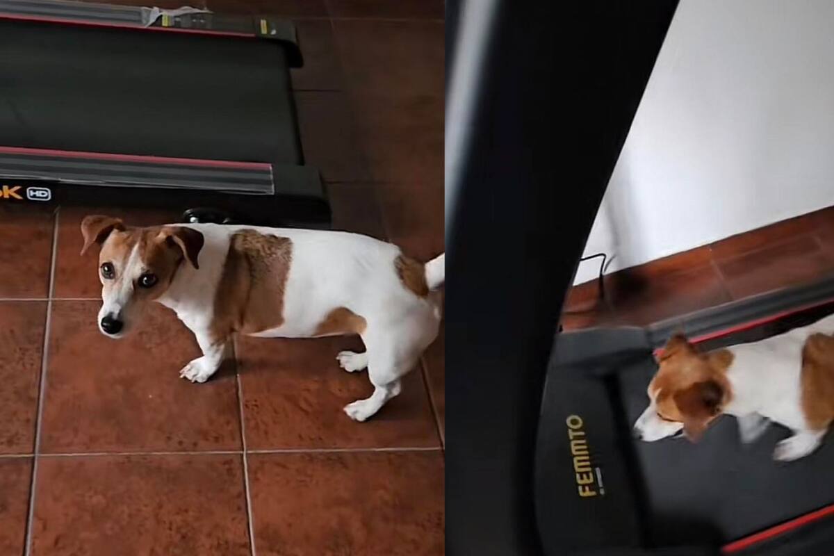 Perrito ''fit'': can enternece en redes tras pedirle a su dueña que le prenda la caminadora eléctrica