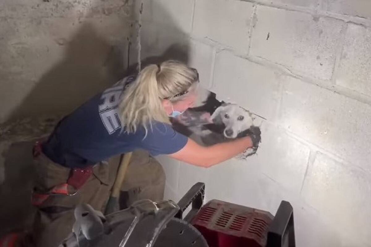 VIDEO VIRAL: Bombera rescata a perrita tras quedar atorada en la pared durante 5 días