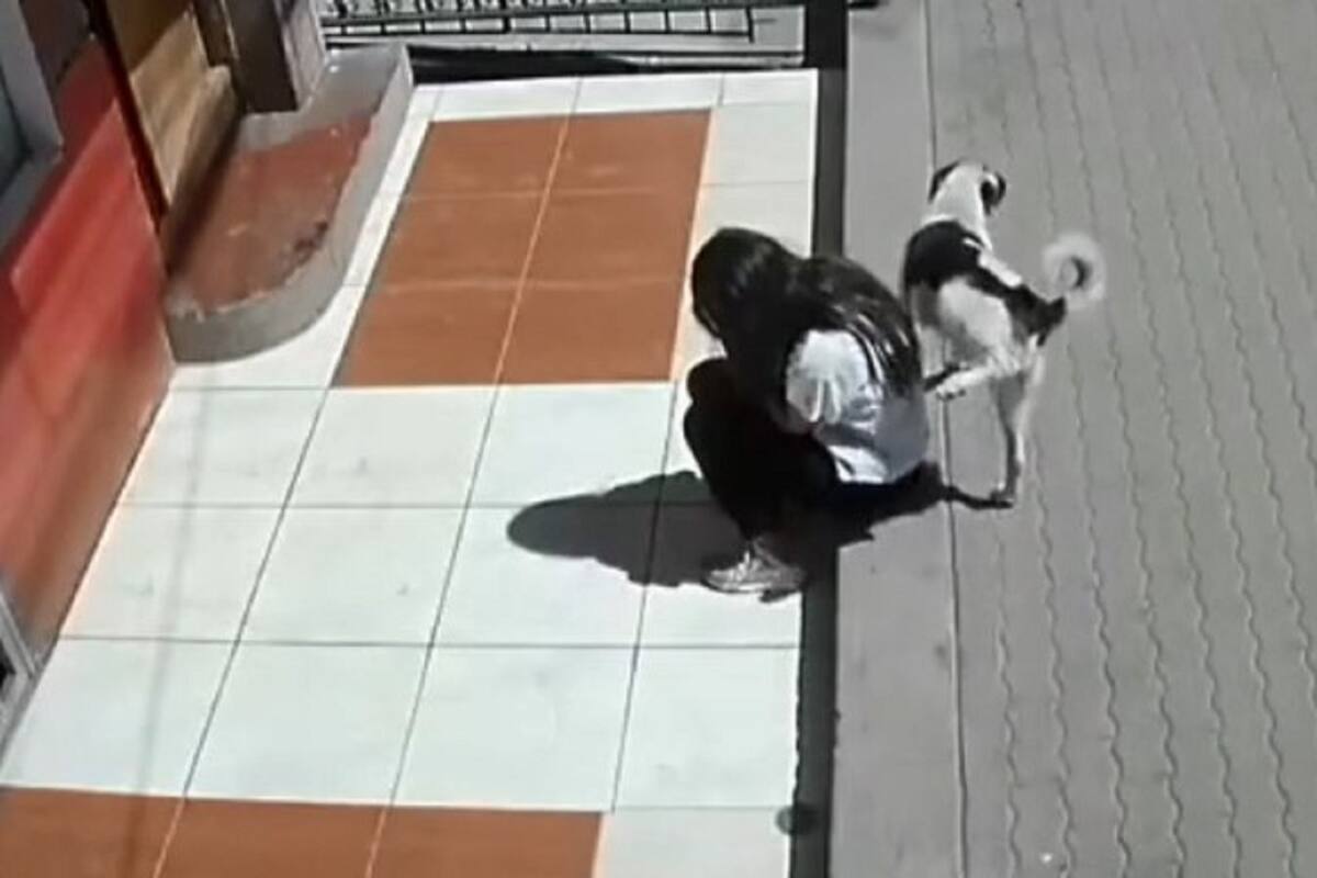 VIDEO VIRAL: Perrito orina a joven que estaba triste sentada en la banqueta