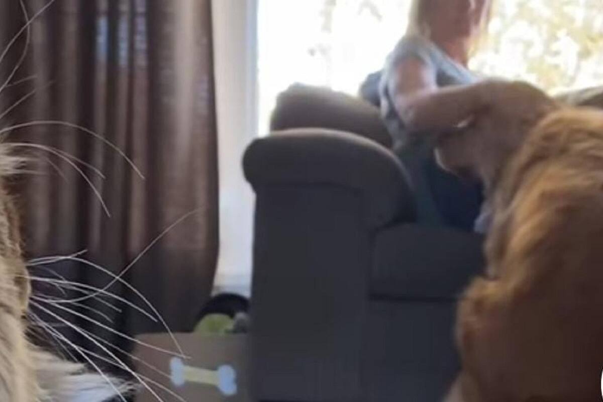 Así reaccionó este gato al ver cómo su dueña acariciaba a su perro