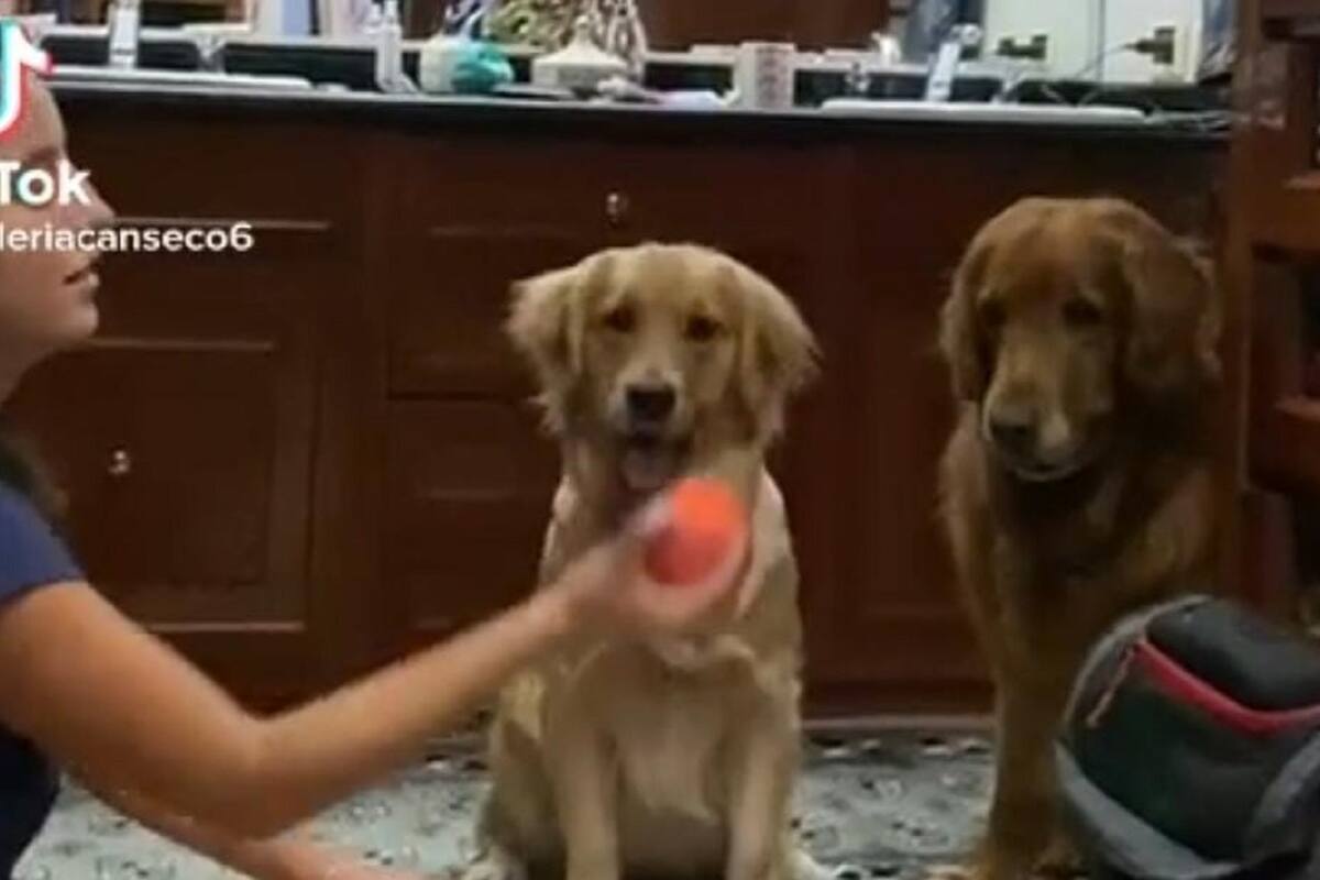 Así reaccionaron estos perritos luego de que su dueña les hiciera un “truco de magia”