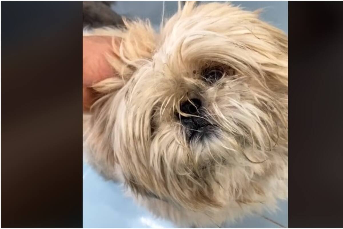 Estilista canino regaña su cliente por descuidar a esta adorable mascota