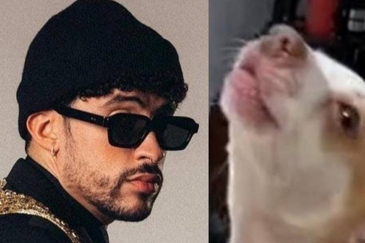 Joven se vuelve viral en TikTok al demostrar que su perrito es fan de Bad Bunny