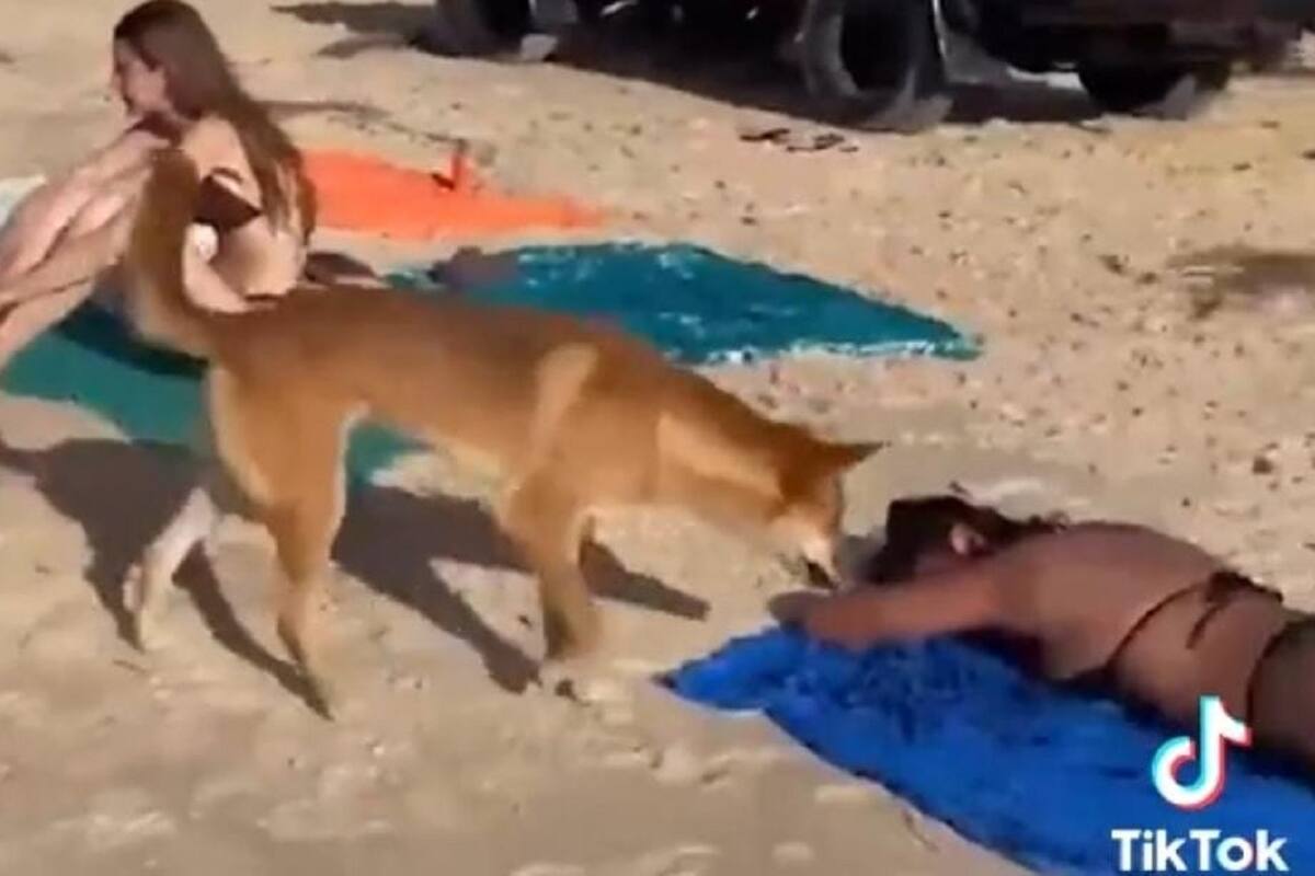TikTok: Joven es mordida por un perro mientras tomaba el sol en la playa