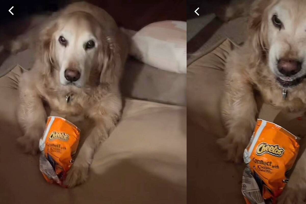 VIRAL: golden retriever le gruñe a su dueña tras quererlo separar de sus 'hot cheetos'