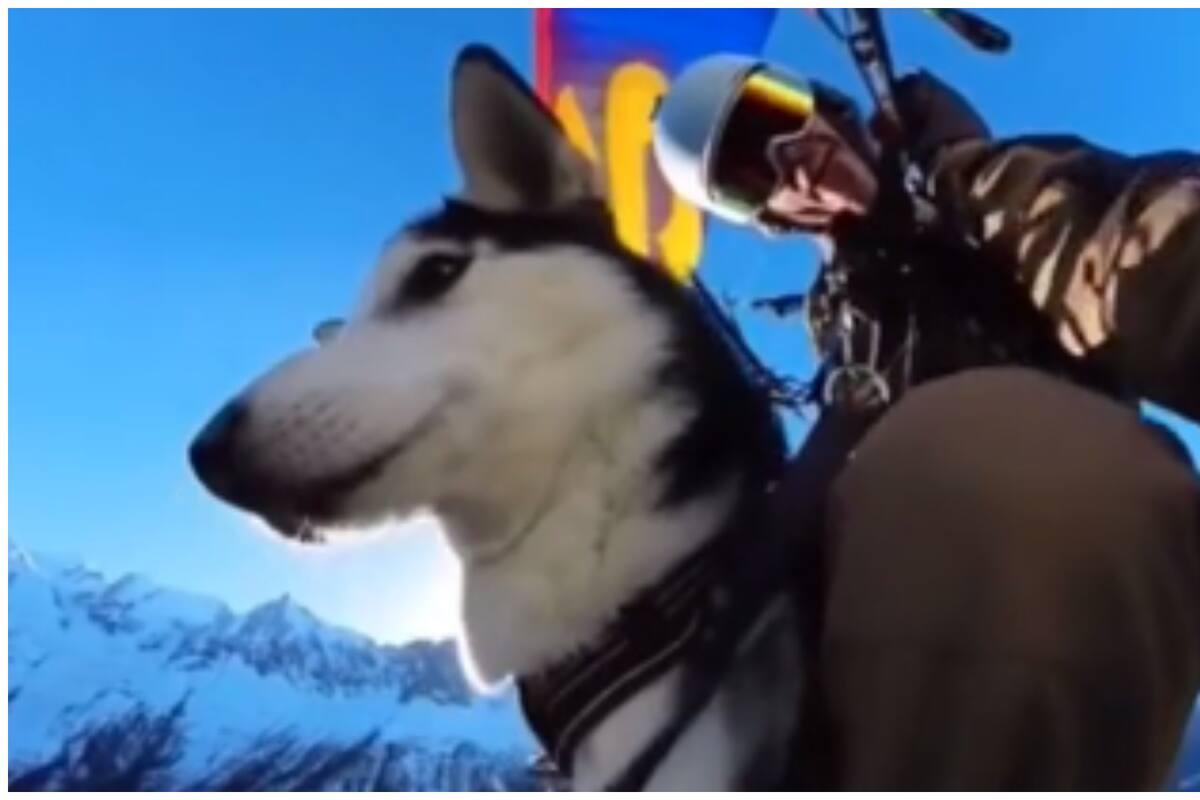 VIRAL: Perrito volador cautiva a usuarios de TikTok con su gran talento