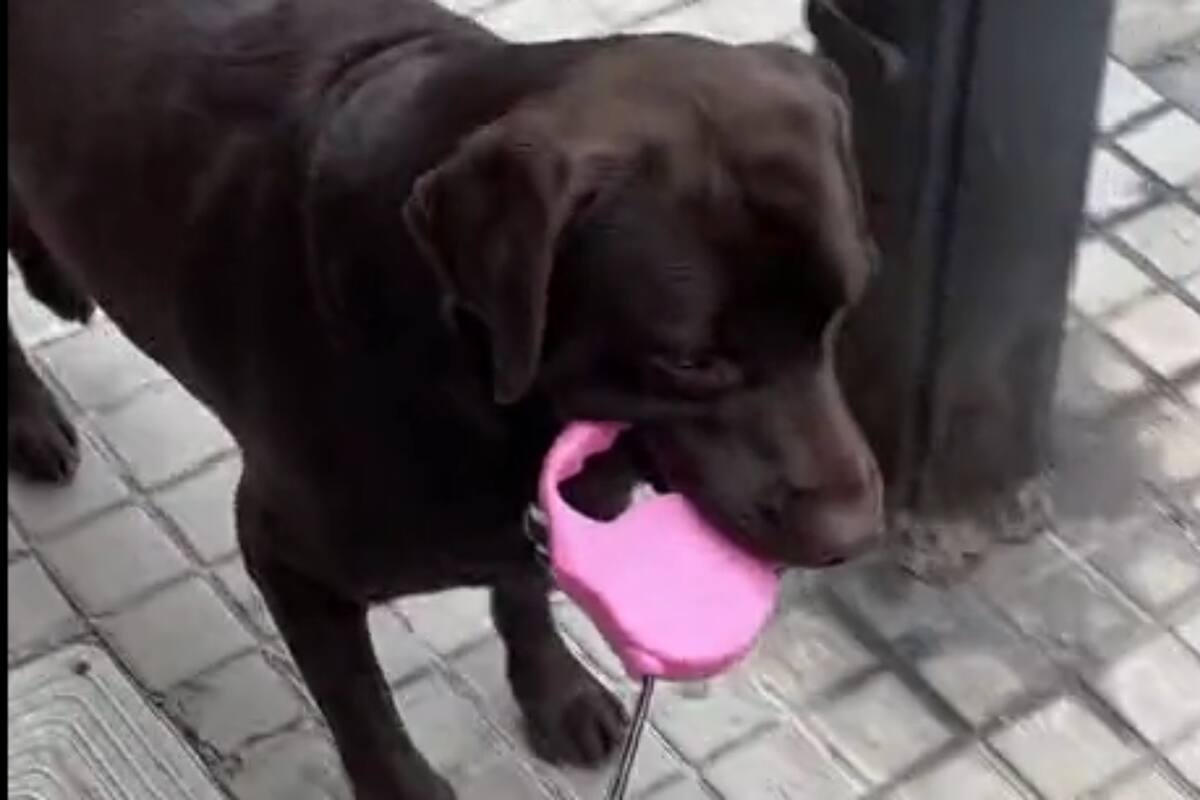 Perrito se vuelve estrella en TikTok al pasear a su dueño