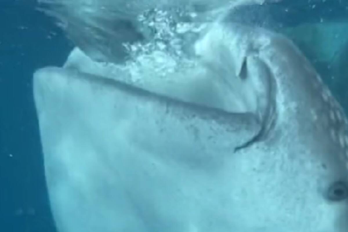 Mujeres descubren a un tiburón ballena nadando cerca de ellas y se asustan