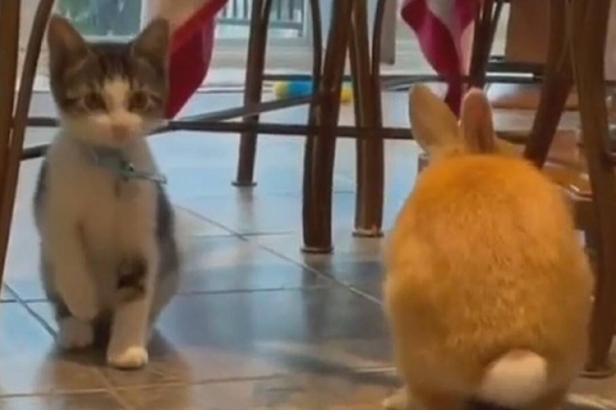 Gatito se vuelve viral en TikTok al actuar como si fuera un conejo