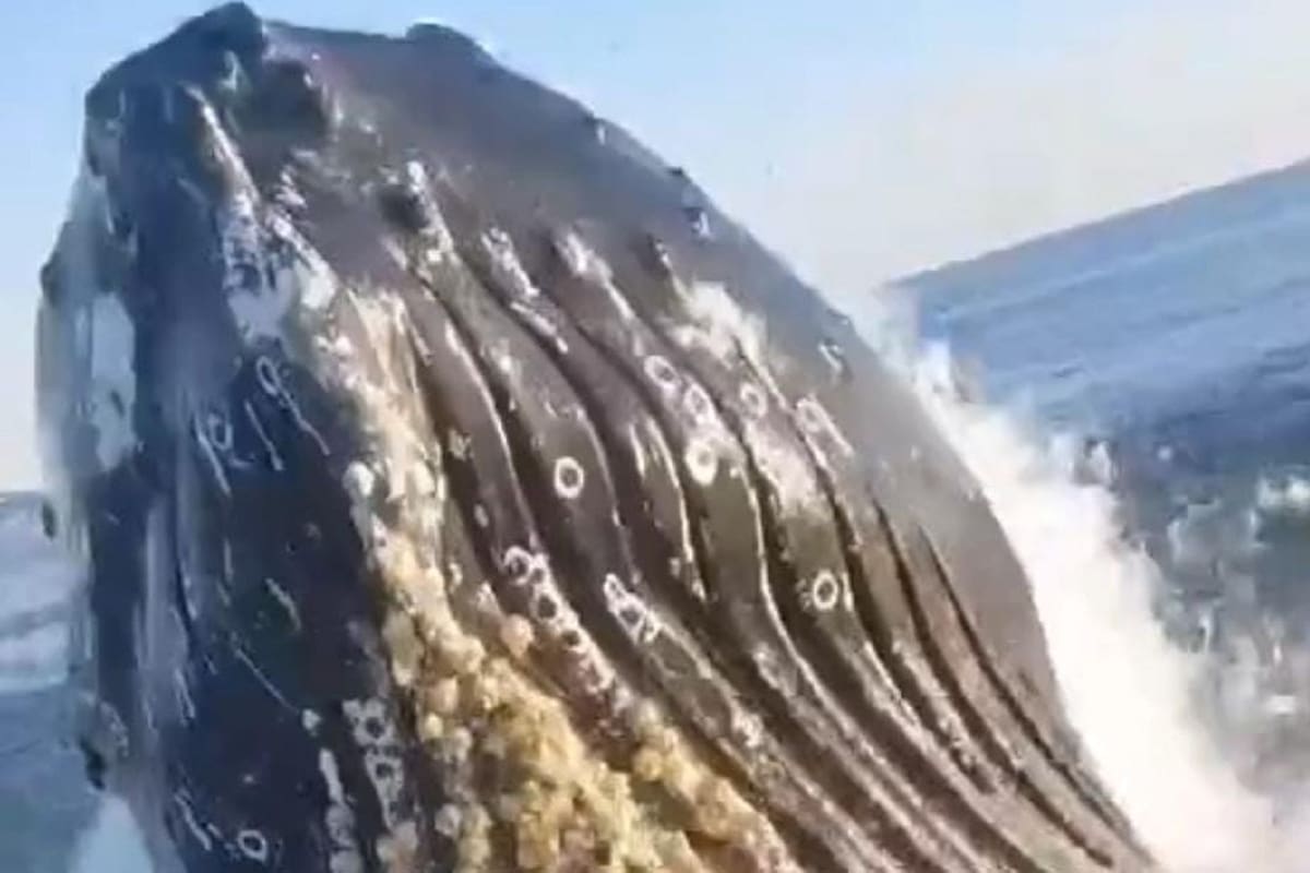Pescadores captan el momento exacto en que son sorprendidos por una ballena